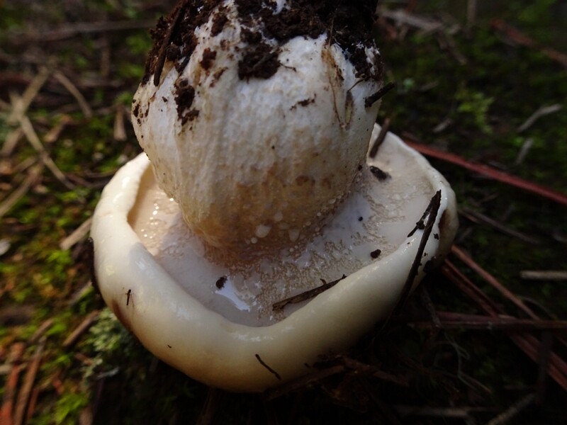 Suillus bellini