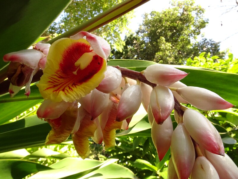 Botanical garden