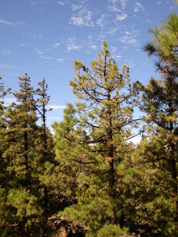 Corona forestal