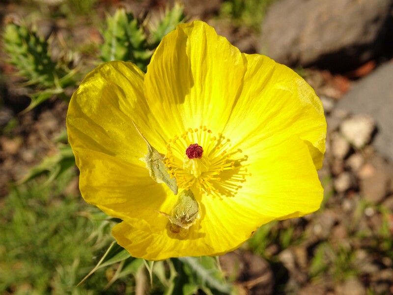 Flora