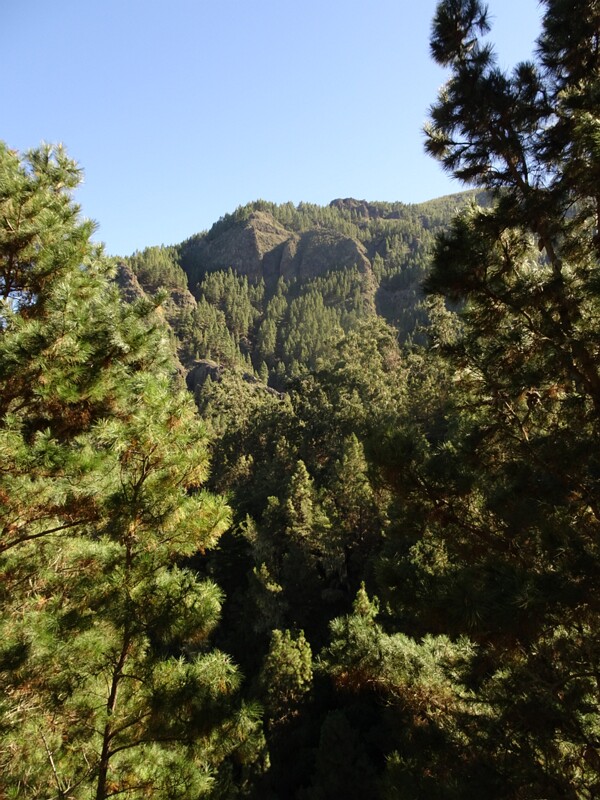 Mountain forest